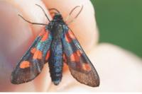 Zygaena trifolii