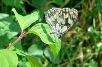 Melanargia galathea