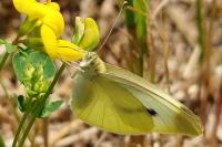 Pieris rapae