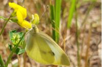 Pieris rapae