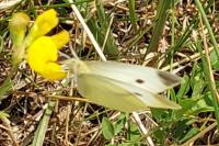 Pieris rapae