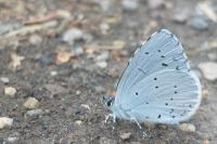 Celastrina argiolus