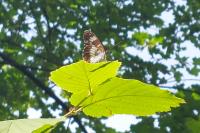 Limenitis camilla