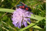 Zygaena trifolii