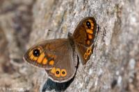 Lasiommata maera