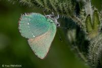 Callophrys rubi