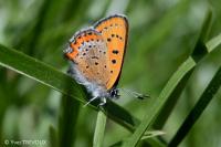 Lycaena helle perretei