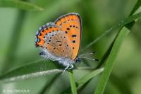 Lycaena helle perretei