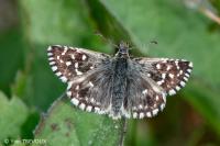 Pyrgus malvae