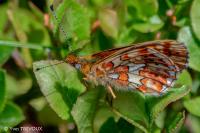 Boloria euphrosyne