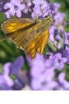 Ochlodes sylvanus