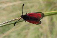 Zygaena minos/purpuralis