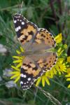 Vanessa cardui