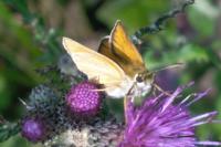 Thymelicus sylvestris
