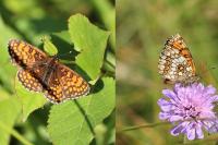 Melitaea athalia/celadussa