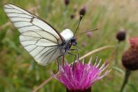 Aporia crataegi