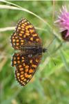 Melitaea