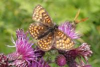 Melitaea