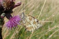 Melanargia galathea