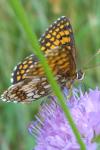 Melitaea athalia