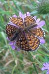 Melitaea athalia