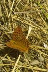 Argynnis paphia