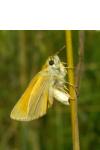 Thymelicus lineola