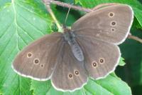 Aphantopus hyperantus