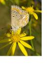Aricia agestis