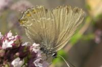 Satyrium ilicis