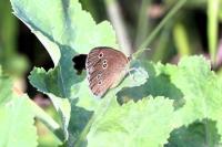 Aphantopus hyperantus