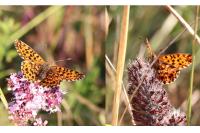 Boloria dia