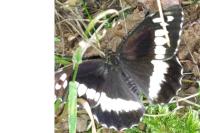 Brintesia circe