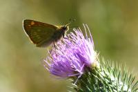 Ochlodes sylvanus