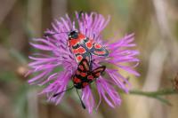 Zygaena carniolica