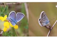 Plebejus argus