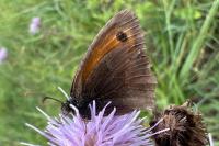 Pyronia tithonus