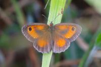 Pyronia tithonus