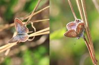 Polyommatus icarus