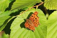 Polygonia c-album