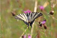 Iphiclides podalirius