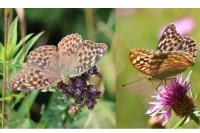 Argynnis paphia