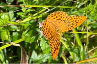 Argynnis paphia