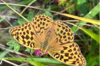 Argynnis paphia