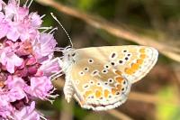 Aricia agestis