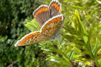 Aricia agestis