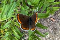 Aricia agestis