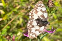 Melanargia galathea
