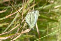Pieris napi