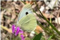 Pieris brassicae